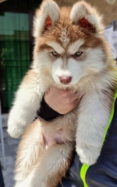Siberian Husky Puppy