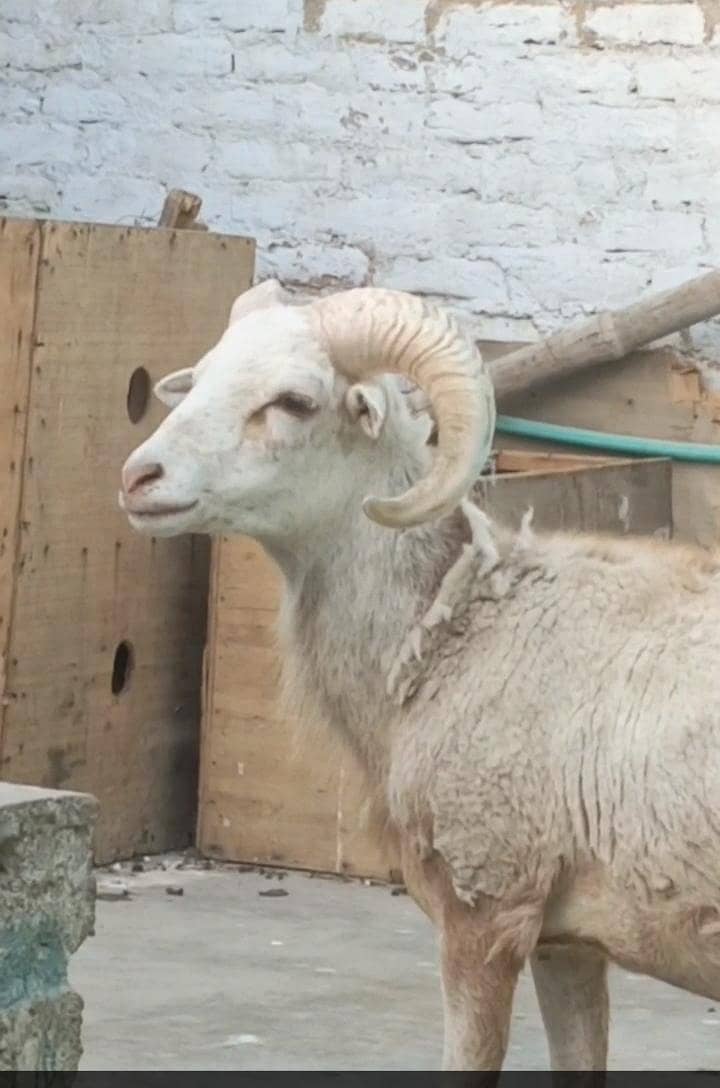 sheep 0
