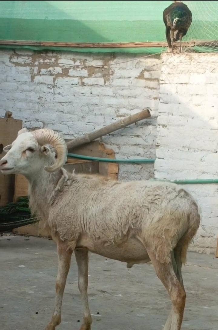 sheep 1
