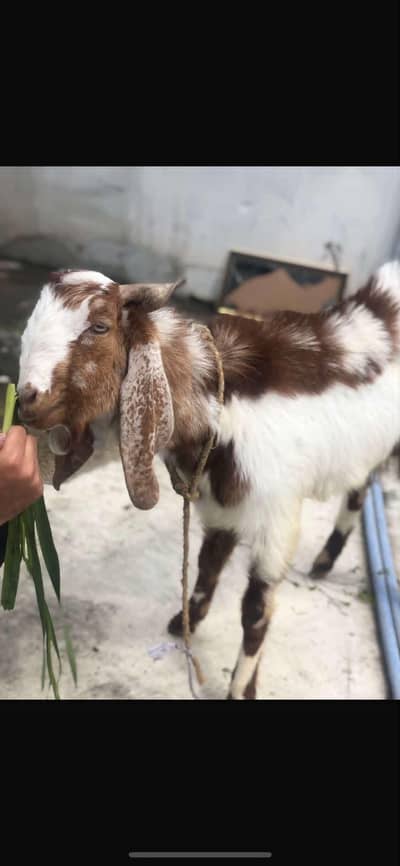 pure damani Bakra for sale