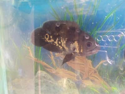 Oscar Fishes