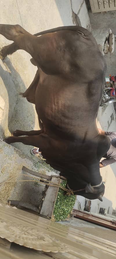 qurbani k lye janwar for sale