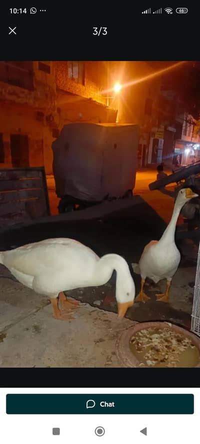 Female duck