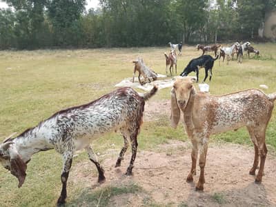 Bakra for sale