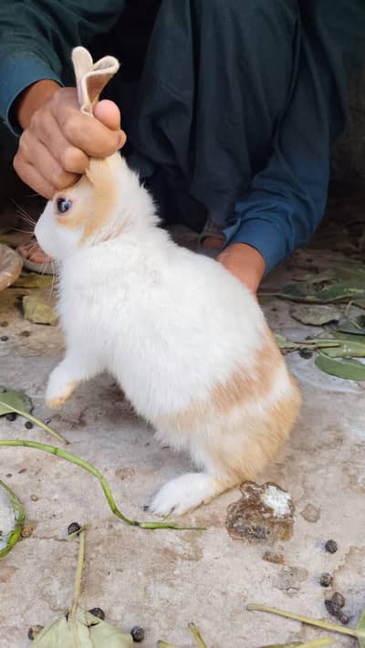 healthy organic rabbits