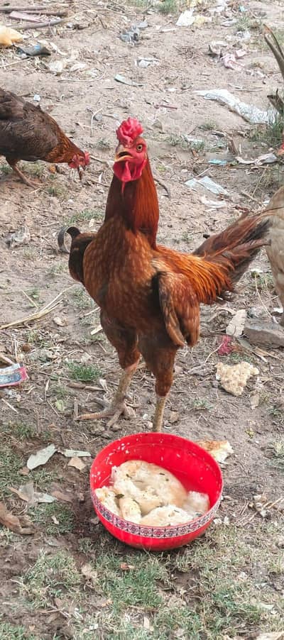 1 aseel dogla + 5 desi hens (egg laying)