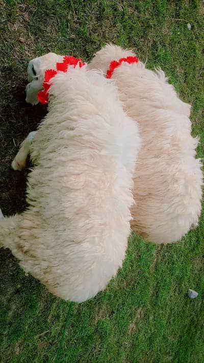 dumba sheep for saal/qurbani 2026/