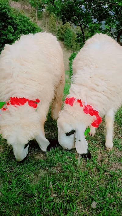 dumba sheep for saal/qurbani 2026/