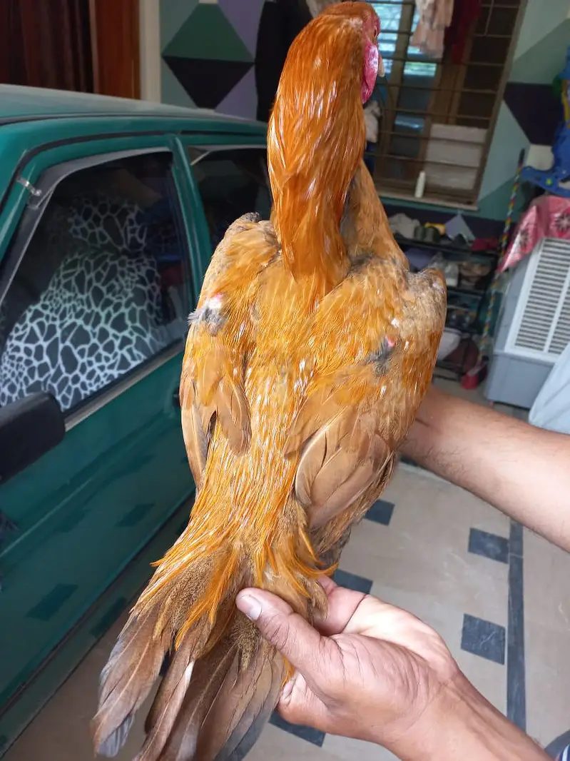 peela aseel patha 4 sale ankh saaf kar Raha hai . . . — photo 2