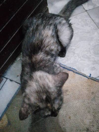 cat for sale