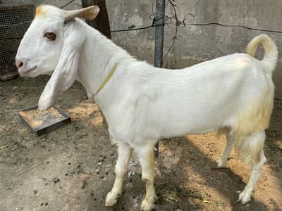 Qurbani k liye 2 dant  white bakra