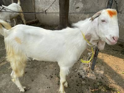 Qurbani k liye 2 dant  white bakra