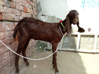 ناگری بکری ڈبل ہڈی ماشاءاللہ ہر قسم کا چارہ کھاتی ہے ڈیمانڈ اس کی 45