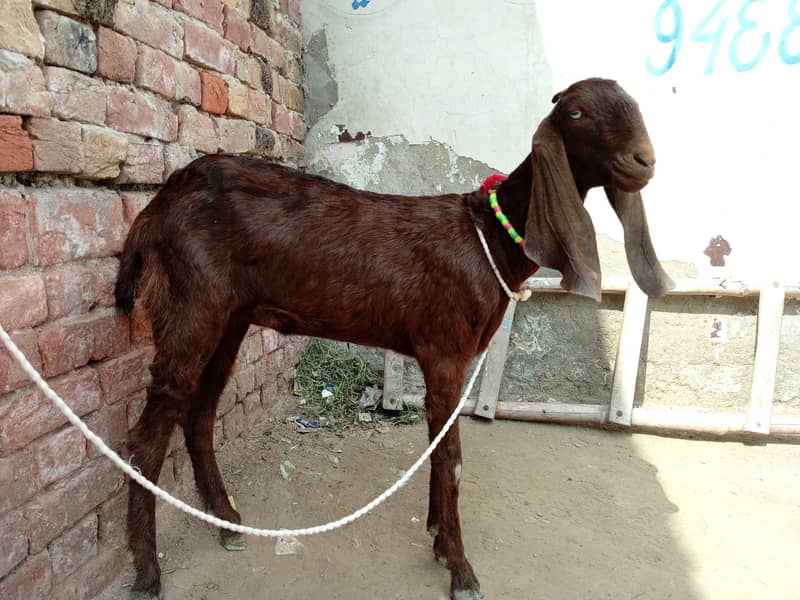 ناگری بکری ڈبل ہڈی ماشاءاللہ ہر قسم کا چارہ کھاتی ہے ڈیمانڈ اس کی 45 1