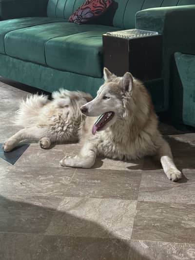 Siberian husky