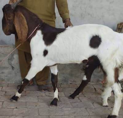 Eid qurbani bakra goat of farm house for sale