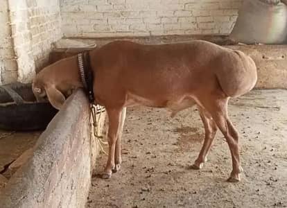 dumba for Sale Call 03481743426