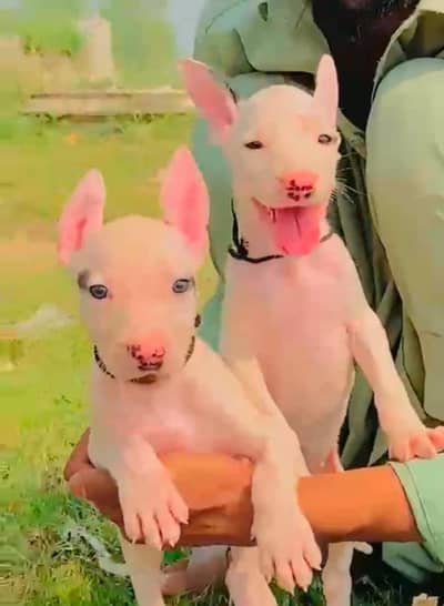 gulteer Kuwaiti for sale / dog for sale / triple code shepherd