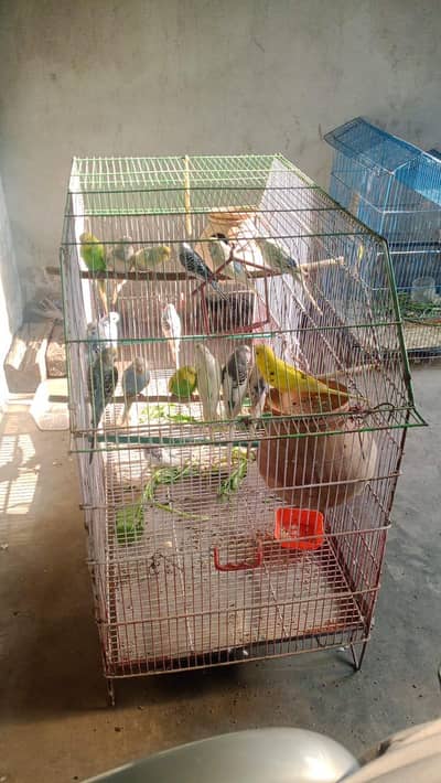 Australian parrots with full setup  for sale fully healthy