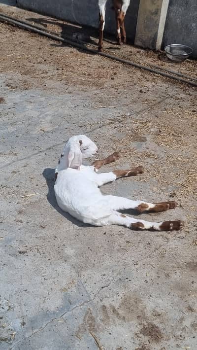 goats with kids
