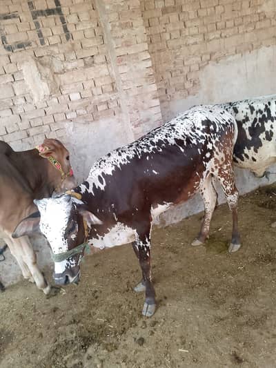 Wachi 2 man wazan hai