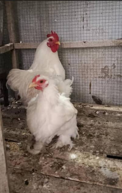 bantam breed piar