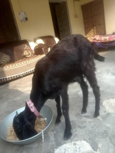goats bakri