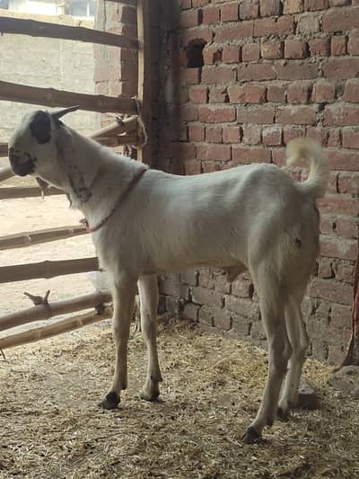 Bakara for sale bumper offer