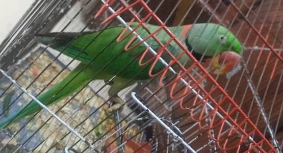 Speaking green parrot with blackline on neck for sale 0 3 1 6 4242869