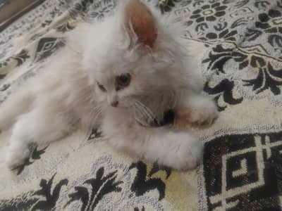 persian cat 2 month age for sale