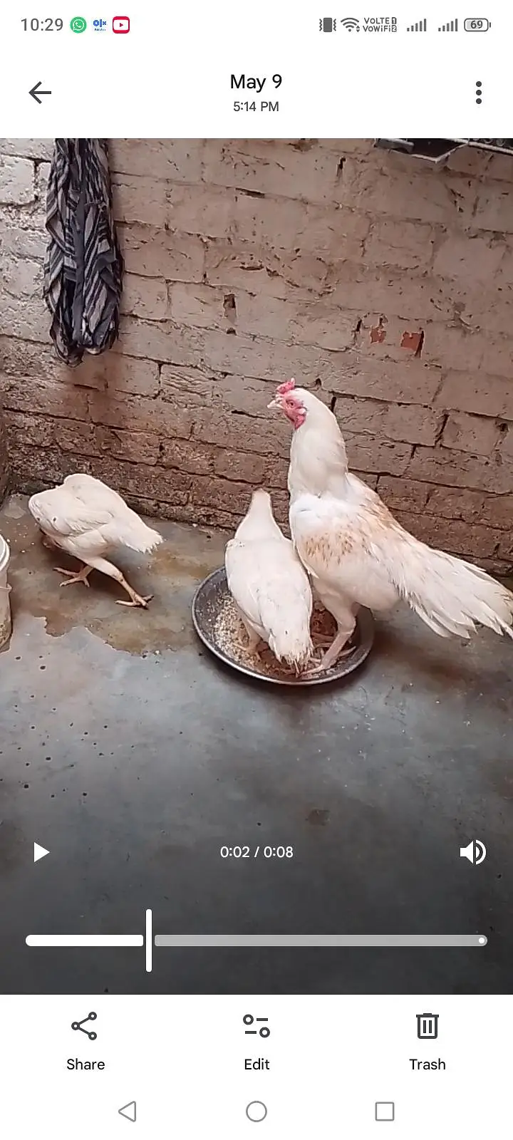 Original Aseel Mianwali for urgent sale 03004227633 — photo 7