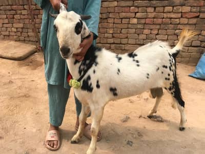 1 year Bakra for sale