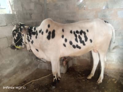 MashAllah premium Qurbani ka Bell For Sale