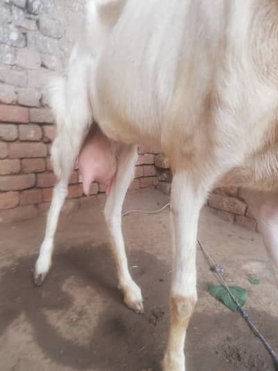 watsap 03139976462 contect 03078424197