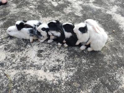 Healthy and active rabbits for sale