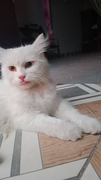 Rescue Cat