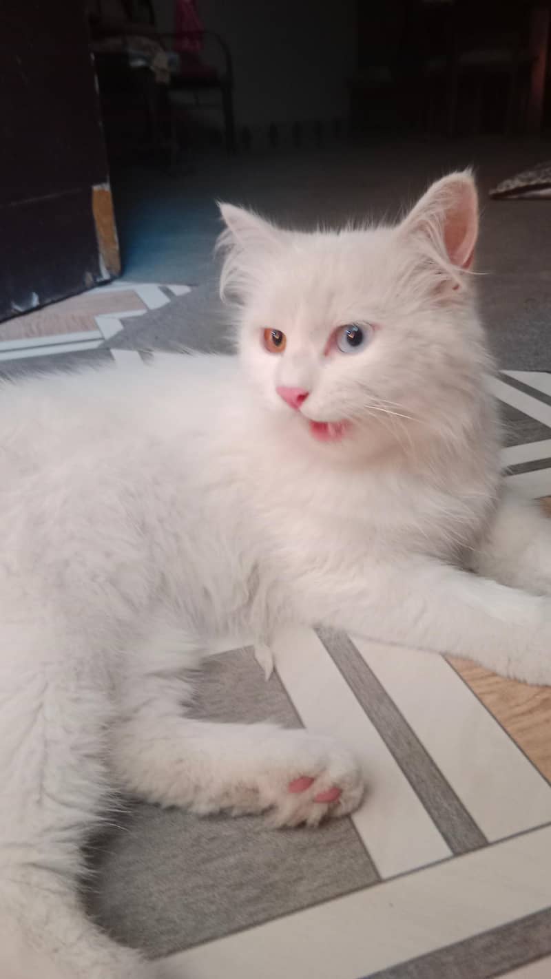Rescue Cat 1