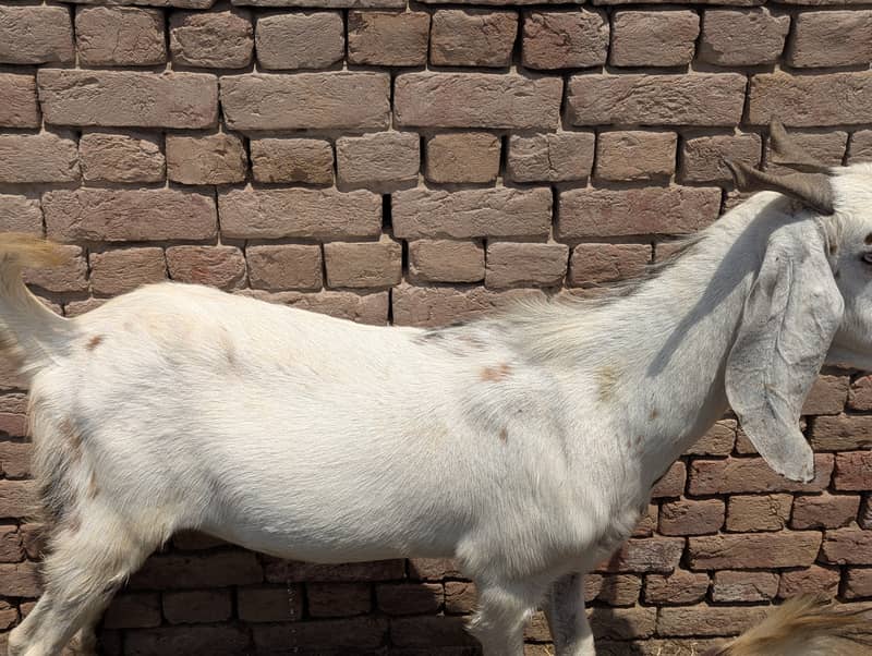 Khasii bakra 0