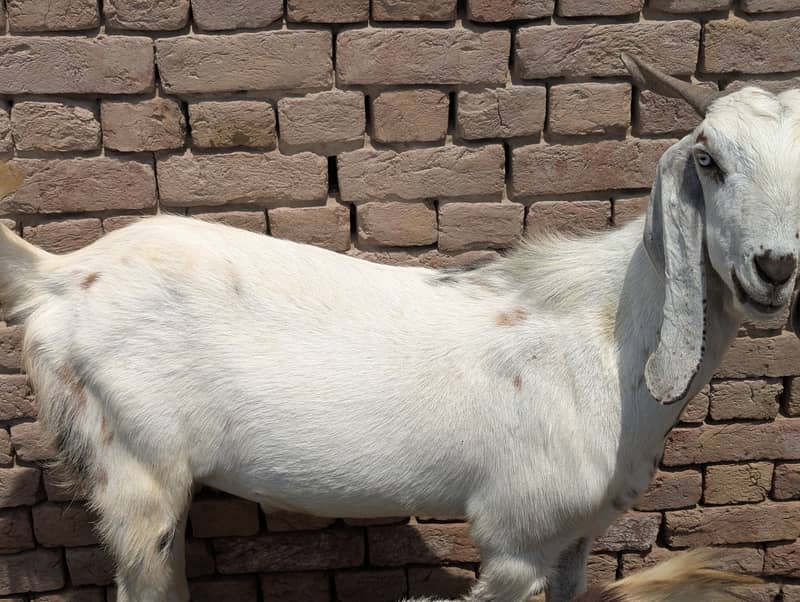 Khasii bakra 1