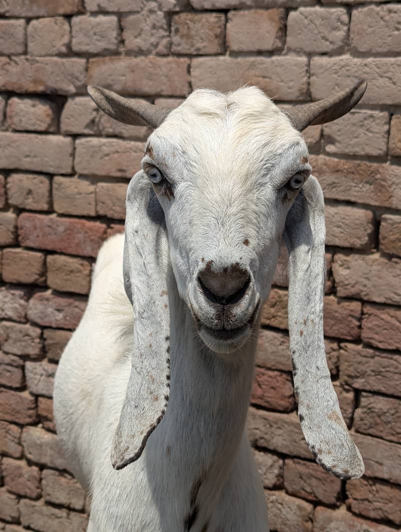 Khasii bakra 2