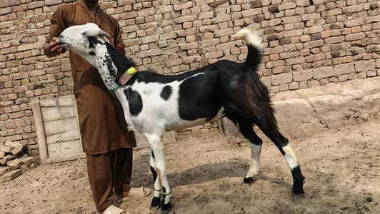 Qurbani k Lia  khubsurat barkra