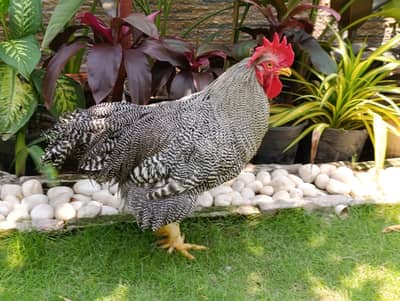 Plymouth Rock/blue/white / black/astrolope chicks available for sale