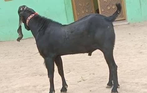 Qurbani ke Liye Bakra for sale= 03226643435)