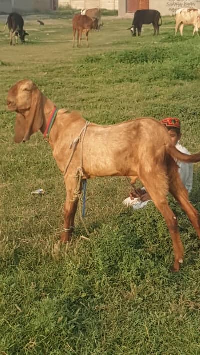 2 dant Bakra available for sale
