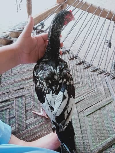 aseel sava java patha  6 months miyanwali blood line white nok or nali