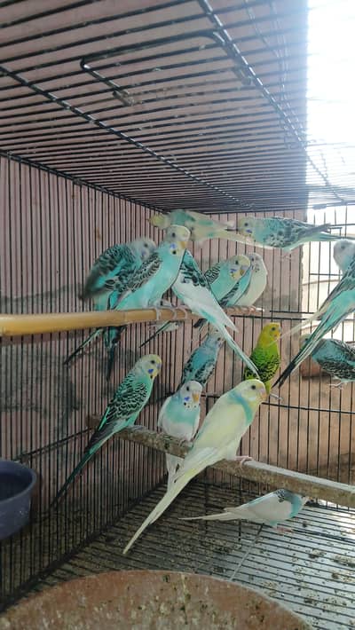 Budgies breeder pair