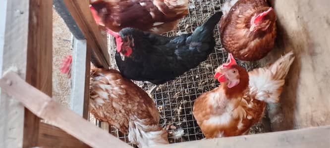 9 months age lohmann hens