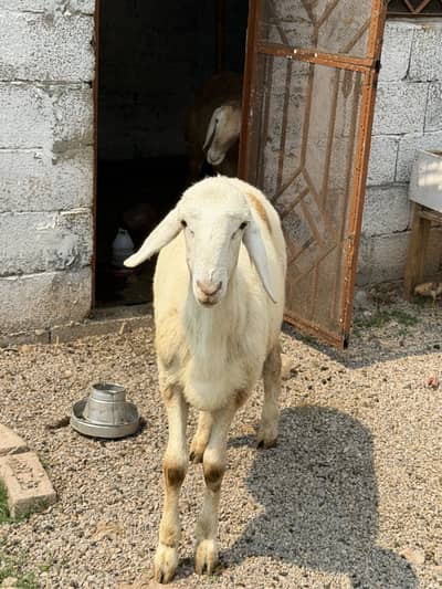Strong & Healthy Lambs Available for sale