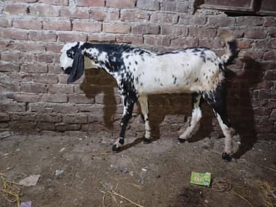 qurbani ke bakre for sale