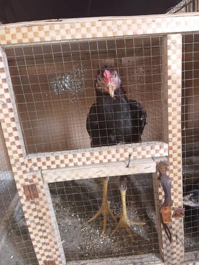 2hen 1 male sell